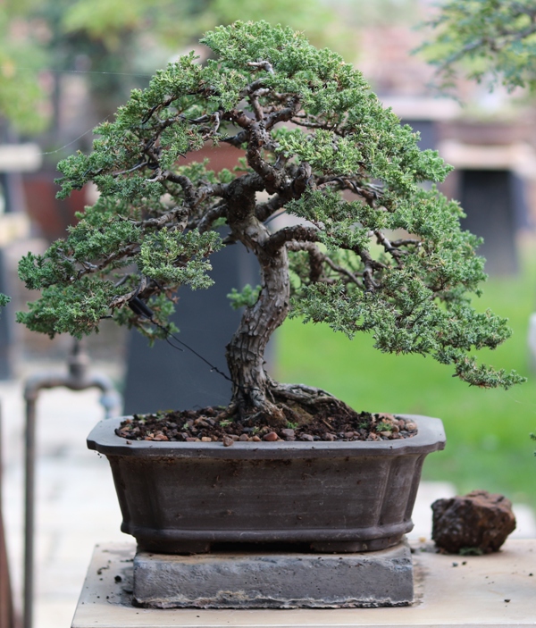 Juniper juniperus procumbens nana